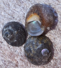 Phorcus turbinatus