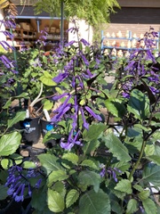 Plectranthus