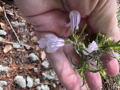 Conradina grandiflora