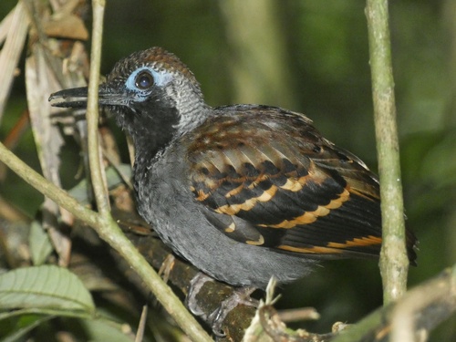 Wing-banded Antbird (Myrmornis torquata), photo 10
