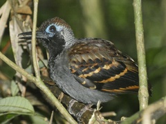 Myrmornis torquata image