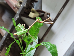 Pseudovates chlorophaea