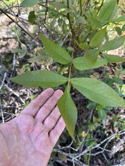 Carya floridana