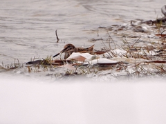 Lymnocryptes minimus