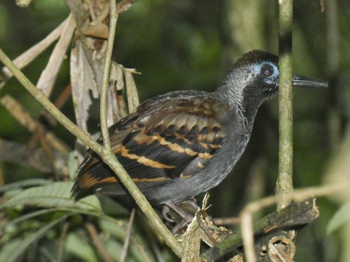 Wing-banded Antbird (Myrmornis torquata), photo 4
