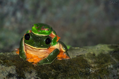 Agalychnis moreletii