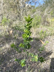 Genista monspessulana