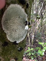 Cryptothecia striata