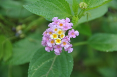 Lantana × strigocamara