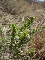 Baccharis pteronioides