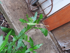 Pseudovates chlorophaea