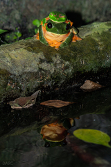 Agalychnis moreletii