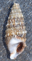 Cerithium vulgatum