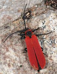 Dictyoptera aurora