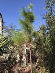 Pinus elliottii