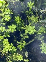 Micranthemum glomeratum