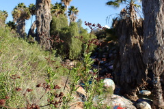 Eriogonum fasciculatum foliolosum