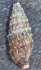 Cerithium vulgatum