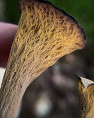 Craterellus cornucopioides