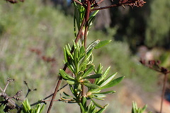Eriogonum fasciculatum foliolosum