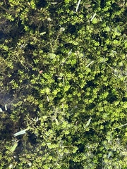 Micranthemum glomeratum