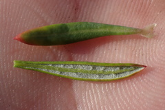 Eriogonum fasciculatum foliolosum