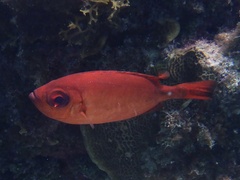 Priacanthidae