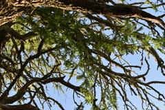 Prosopis affinis