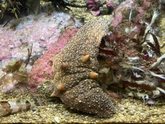 Apostichopus parvimensis