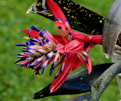 Billbergia amoena