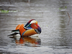 Aix galericulata