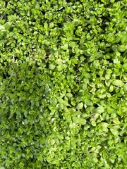 Micranthemum glomeratum