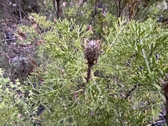 Petrophile canescens