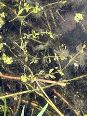 Micranthemum glomeratum