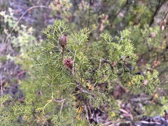 Petrophile canescens