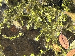 Micranthemum glomeratum