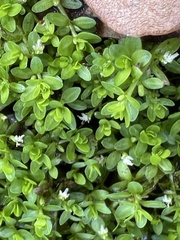 Micranthemum glomeratum