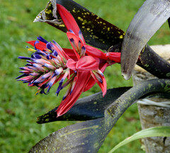 Billbergia amoena