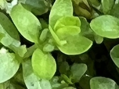 Micranthemum glomeratum