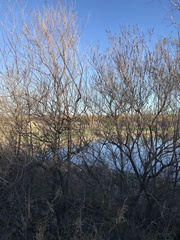 Vitex agnus-castus