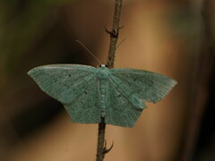 Maxates centrophylla