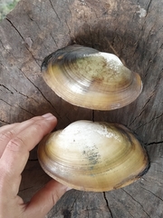 Anodontites trapesialis