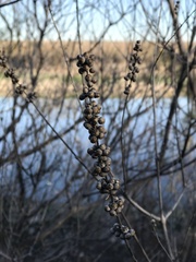 Vitex agnus-castus