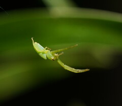 Cetratus rubropunctatus