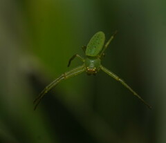 Cetratus rubropunctatus