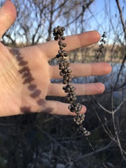 Vitex agnus-castus