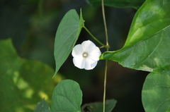 Ipomoea obscura