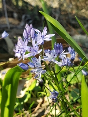 Scilla