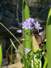 Scilla