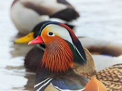 Aix galericulata